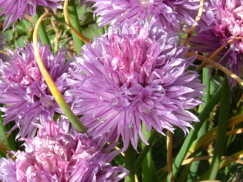 Allium schoenoprasum / Aglio ungherese, Erba cipollina